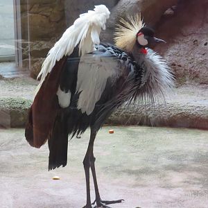 Grey crowned crane