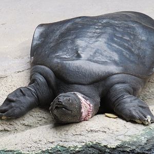 Nile softshell turtle