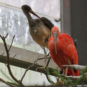 Scarlet ibis