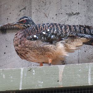 Sunbittern
