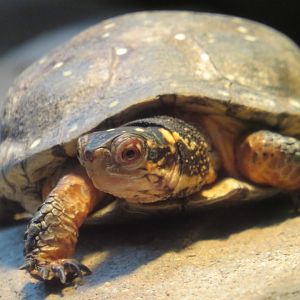Spotted turtle