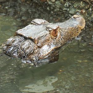 Dwarf caiman