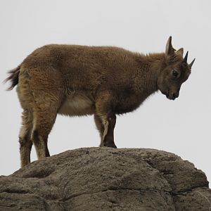 West Caucasian tur kid