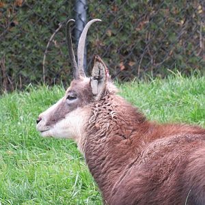 Chamois