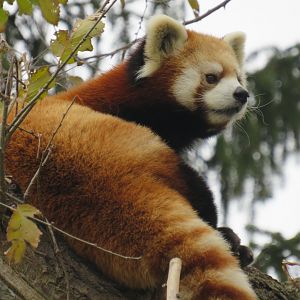 Red panda