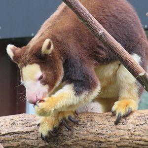 Matschie's tree kangaroo