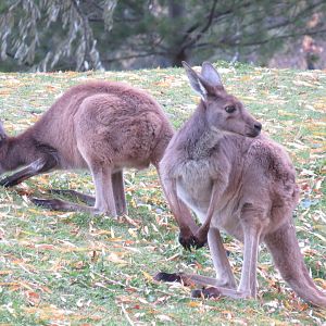 Western grey kangaroo