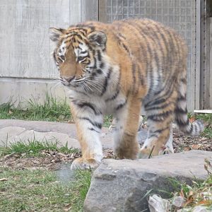Amur tiger cub