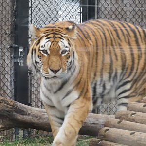 Amur tiger