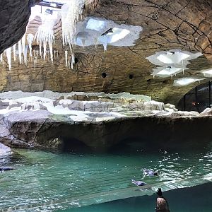 Penguin Cave