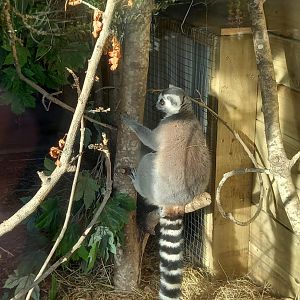 Ring-tailed Lemur