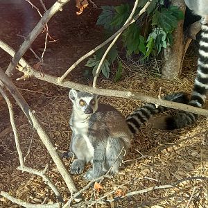 Ring-tailed Lemur