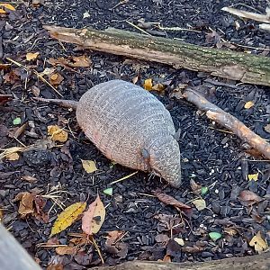 Six-banded Armadillo