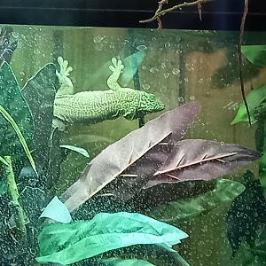 Standing's Day Gecko