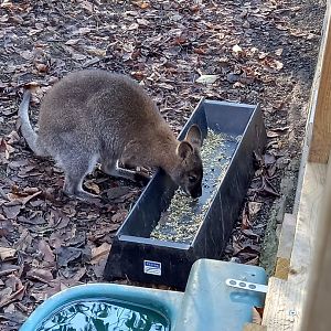Bennett's Wallaby