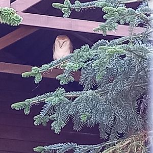 Barn Owl