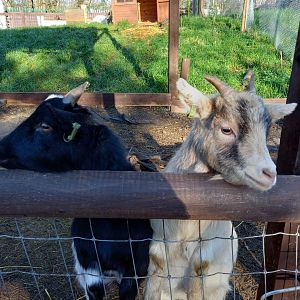 Pygmy Goats