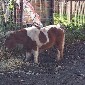 Miniature Horse