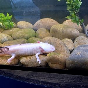 Axolotl
