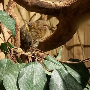 Pygmy Marmoset