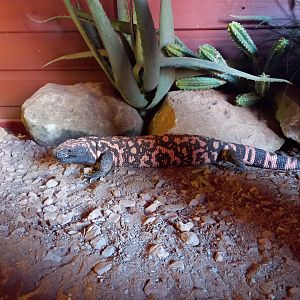 Gila Monster