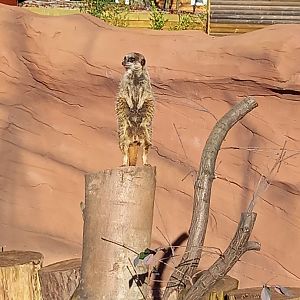 Meerkat