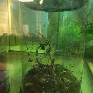 Black Widow Spider