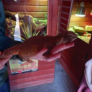 Uromastyx