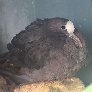 New Guinea bronzewing - Henicophaps albifrons