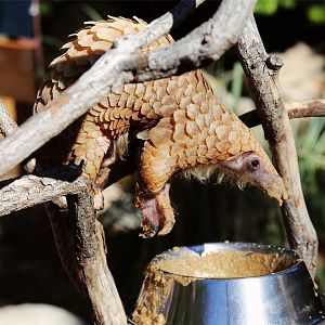 Tree Pangolin (Manis tricuspis)