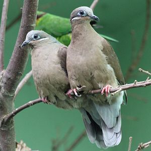 White-eared brown-doves - Phapitreron leucotis