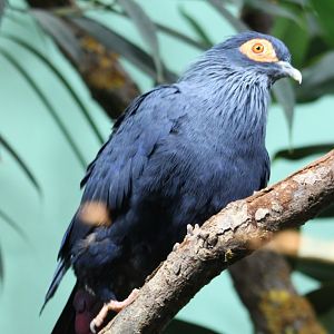 Madagascar blue-pigeon
