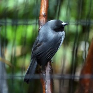 Black-faced Tanager (Schistochlamys melanopis)