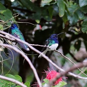 White-necked Jacobin (Florisuga mellivora)