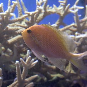 Hawkfish Anthias