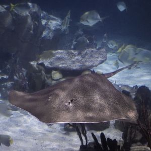 Honeycomb whiptail ray