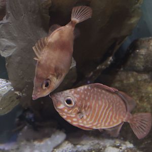 Boarfish behaviour