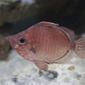 Boarfish