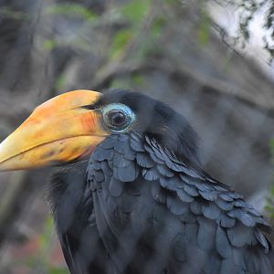 Wrinkled hornbill