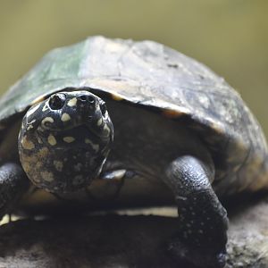 Black spotted turtle