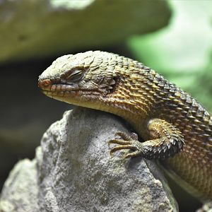 Gidgee skink