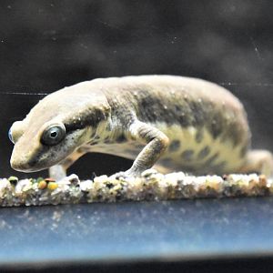 Sardinian brook newt