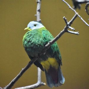 Black-naped fruit dove