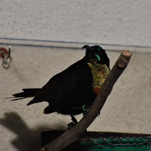Scarlet-chested sunbird male
