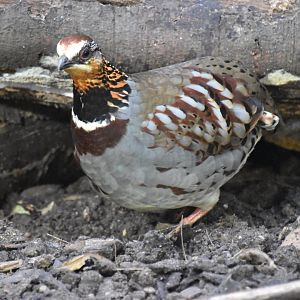 Collared hill-partridge
