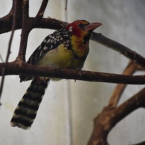 Red and yellow barbet