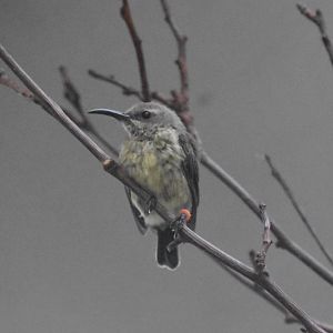 Splendid sunbird female