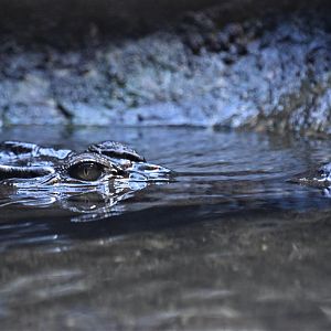 Philippine crocodile
