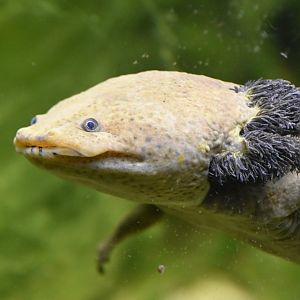 Lake Patzcuaro salamander