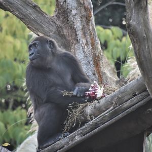 Western lowland gorilla